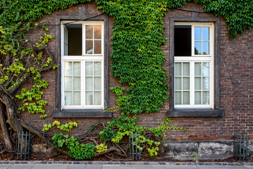 Old brick house and windows surrounded by ivy © Bogdan Barabas