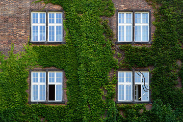Fototapeta na wymiar Old brick house and windows surrounded by ivy