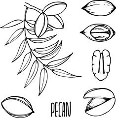 Hand drawn vector line illustration of pecan nuts.