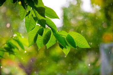 Refreshing summer showers bring life to green leaves Nature's beauty is enhanced by the vibrant colors of fresh rain and lush foliage