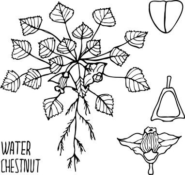 Hand drawn vector illustration of water caltrop (Trapa natans), edible and medicinal aquatic plant.