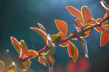 Decorative barberry. Adds a pop of color to any garden or landscape Durable and low maintenance...