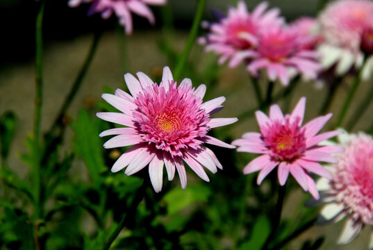 Pink chrysanthemum flower close-up on a blurred background of the same pink chrysanthemums and green grass