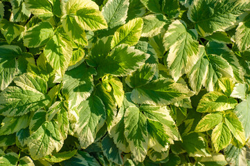 Variegated form of the plant Aegopodium podagraria. Features: Green and white leaves. It grows in a spreading manner, making it a good ground cover option. Tolerates shade and moist soil well.