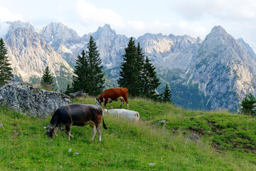 Fototapeta na wymiar Cows in the Italian Alps in the Dolomites during sunset with mountains in the background.