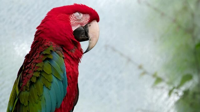 Colorful portrait of Amazon red macaw parrot against jungle. Side view of wild ara parrot head on green background. Wildlife and rainforest exotic tropical birds as popular pet breeds
