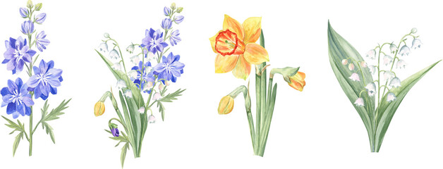 Watercolor illustration of the spring and summer flowers isolated on white - larkspur, daffodils, lily of the valley. Good for cards, stickers, mugs