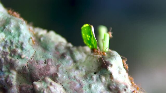 Incredible wildlife 4k macro footage of Leafcutter ants carrying down pieces of leaves across jungle to their nest in rainforest. Close-up of colony leaf-cutting ants crawling on a log. Costa Rica