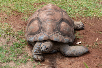 turtle on the grass