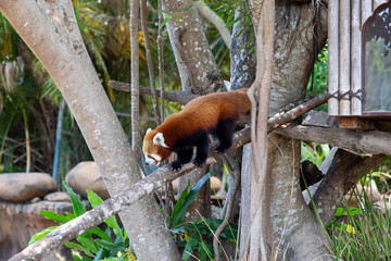 red panda in the zoo