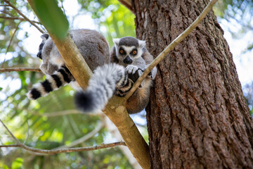 lemur sitting on tree