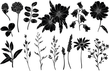 Collection of silhouettes of wild herbs and flower - obrazy, fototapety, plakaty