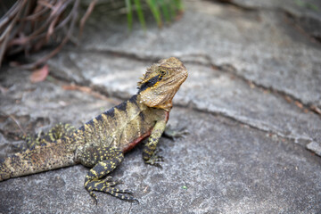 lizard on a rock