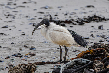 An African sacred ibis (Threskiornis aethiopicus) off the Cape Peninsula, South Africa.