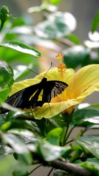 Yellow swallowtail butterfly on a flower closeup
