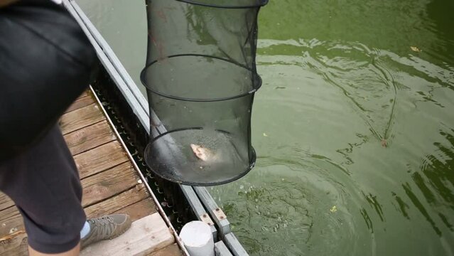 Fisherman pulls out of the water keepnet with one fish