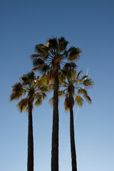 Fototapeta na wymiar Palm trees centered with blue sky and airplane above