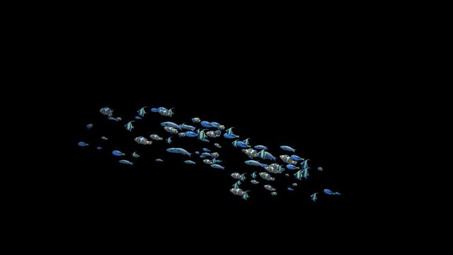 Underwater school of colorful fish loop swimming from bottom to the left on transparent background