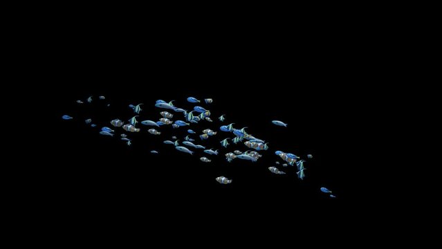 Underwater school of colorful fish loop swimming from bottom to the left with alpha