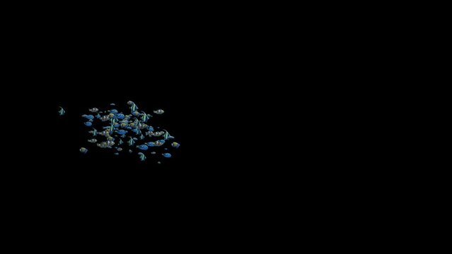 Small underwater colorful flock of fish swimming from left to right with transparency