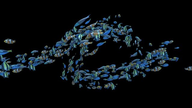 Underwater school of colorful fish loop swimming to the center logo reveal on transparent background