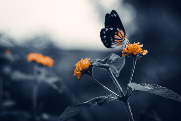 Caper white belenois java. Beautiful butterfly sucking the nectar of Lantana camara flowers on the...