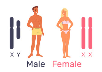 X and Y chromosome. Sex determination system. Human genome model. Gene duplication. DNA male and female molecules. Gender genetic diagram. Young people naked bodies. Vector concept