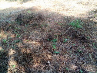 Grass in the environment 