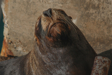 Close-up of a sea lion with its eyes closed basking in the sun.