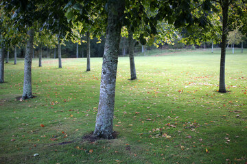 Trees in Crathes Castle park - Aberdeenshire - Scotland - UK