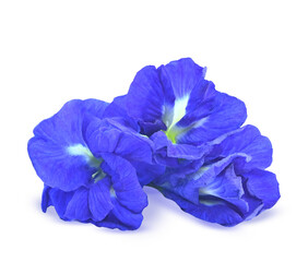  Closeup butterfly pea flower (blue pea, bluebellvine, cordofan pea, clitoria ternatea)  isolated on transparent.