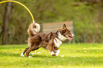Fast australian shepherd dog is running through an arc in Hoopers course.
