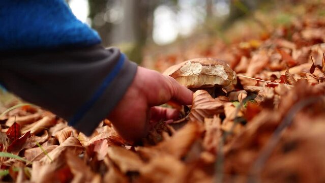 Capturing the mushroom in slow motion