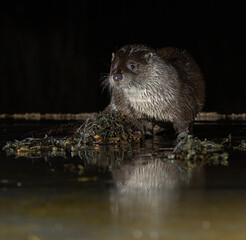 Common otter