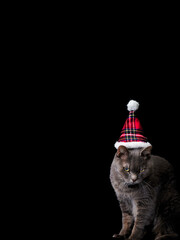 クリスマスの帽子をかぶった猫