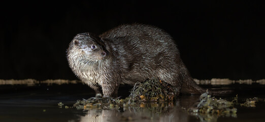 Common otter