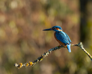 Common Kingfisher