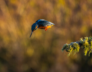 Common Kingfisher