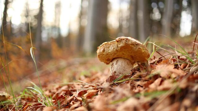 Capturing the mushroom in slow motion