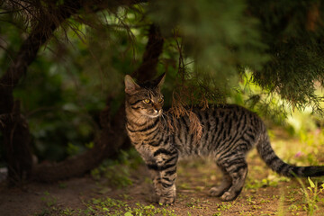 cat in the woods