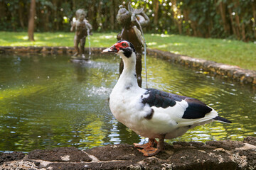 duck's fountain