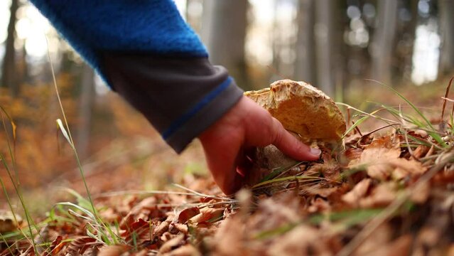 Capturing the mushroom in slow motion