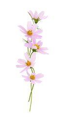 Pink cosmos flowers in a vertical line arrangement isolated on white or transparent background