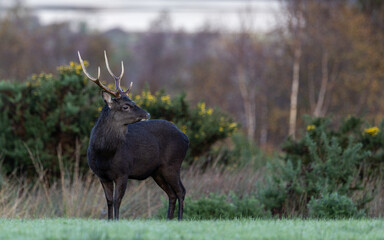 Sika deer, stag