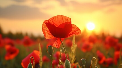 Red poppy flower in a sunset field, a poignant Remembrance Day concept. - obrazy, fototapety, plakaty