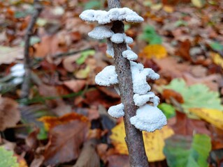 A thin branch on which there are many parasitic mushrooms against the background of autumn fallen...