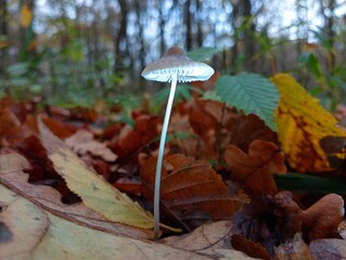 Beautiful fragile little toadstool in the middle of the forest against the background of fallen leaves and trees.