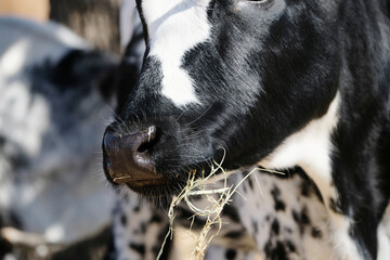 Young spotted corriente cow eating hay closeup of mouth.