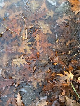 Fall Trap in Winter