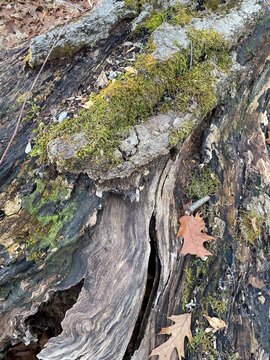 Down Log